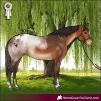 Horse Color:Bay Tobiano Varnish Rabicano 