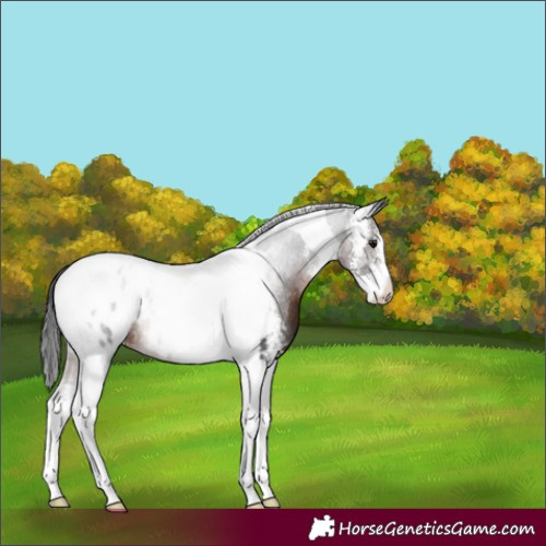 Horse Color:Brown Sabino Tobiano Near Leopard Rabicano 