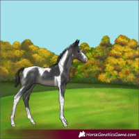 Horse Color:Black Tobiano 