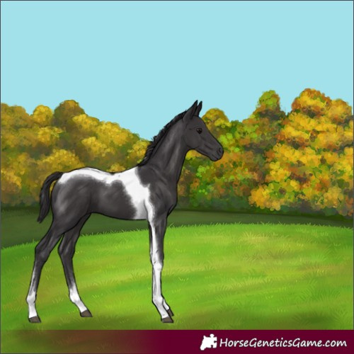 Horse Color:Smoky Black Tobiano 