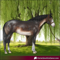 Horse Color:Brown Sabino Tobiano