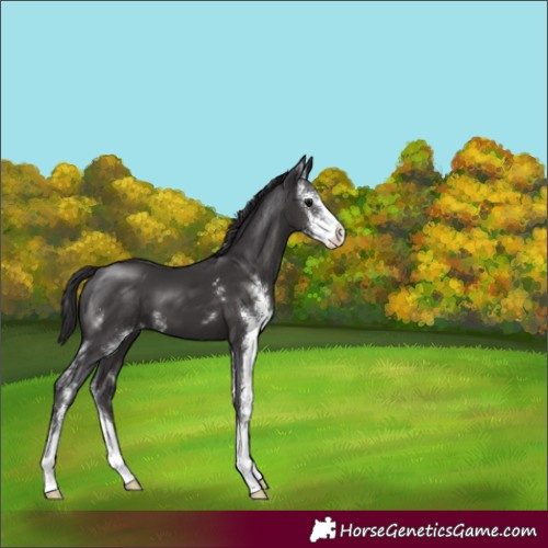 Horse Color:Smoky Black Sabino 
