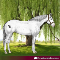 Horse Color:Black Sabino Varnish Rabicano