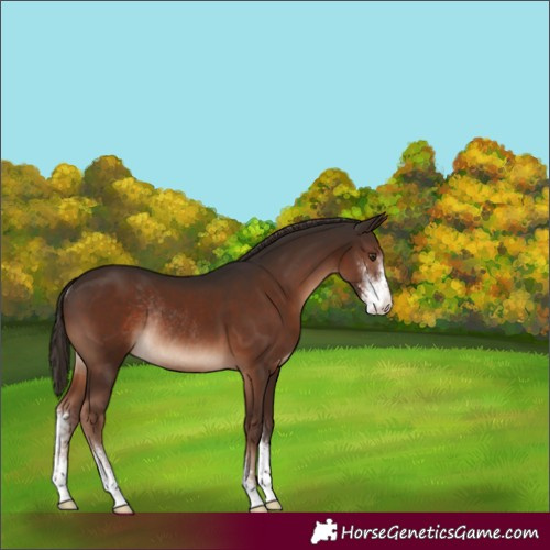Horse Color:Liver Chestnut Sabino Rabicano 