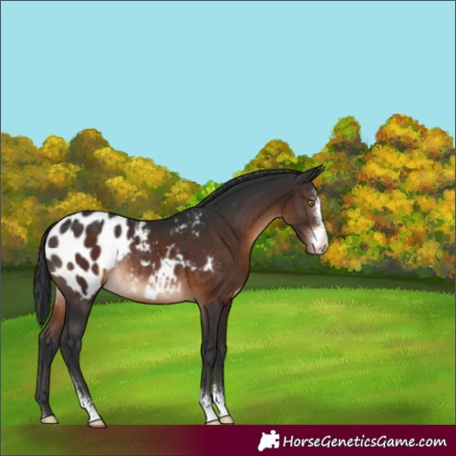 Horse Color:Brown Sabino Blanket Rabicano 