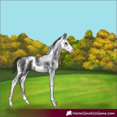 Horse Color:Black Sabino 