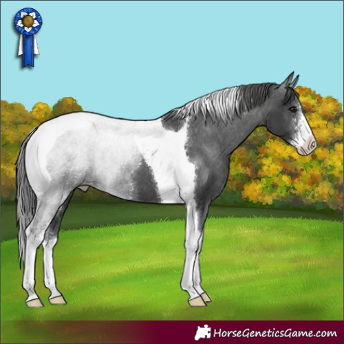 Horse Color:Black Sabino Tobiano Appaloosa 