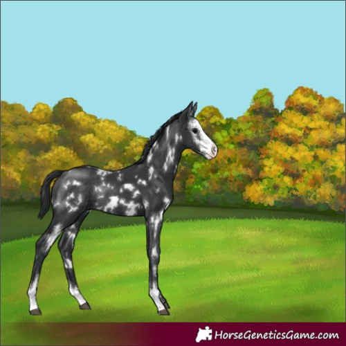 Horse Color:White Spotted Black Sabino Rabicano 