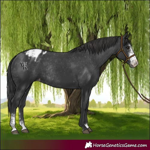 Horse Color:Black Sabino Appaloosa Rabicano 