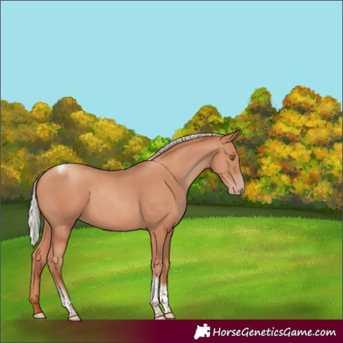 Horse Color:Silver Classic Champagne Tobiano Rabicano 