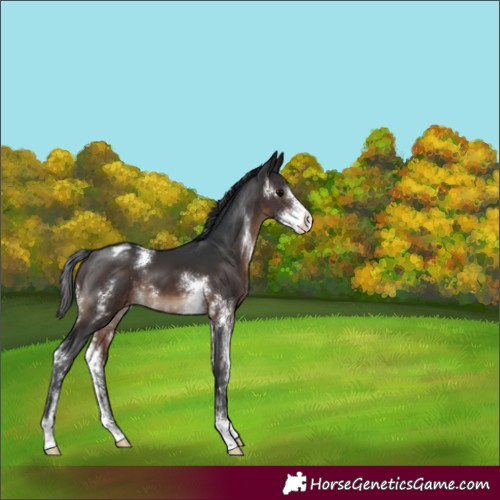 Horse Color:Brown Sabino Varnish 