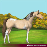 Horse Color:Amber Cream Champagne Roan Tobiano 