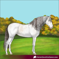Horse Color:White Spotted Classic Champagne Ice Dun 