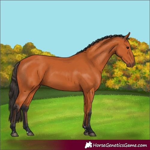 Horse Color:Unknown 