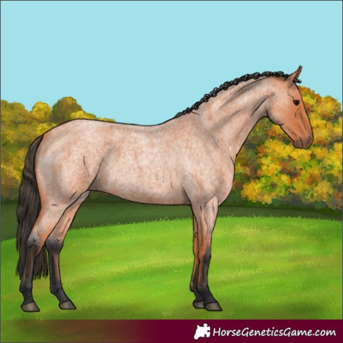 Horse Color:Unknown 