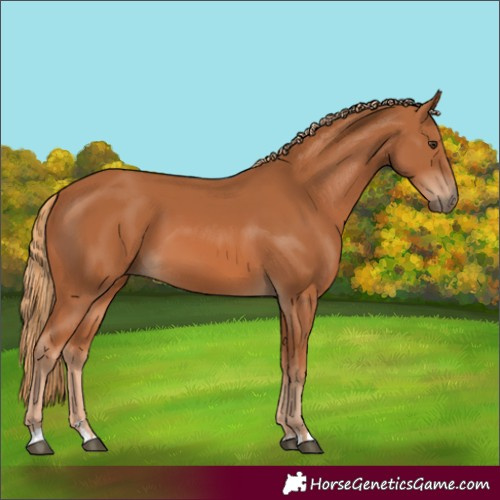 Horse Color:Unknown 