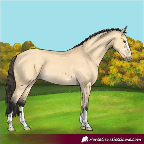 Horse Color:Unknown 
