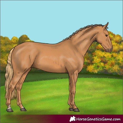 Horse Color:Unknown 