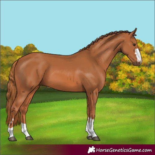 Horse Color:Unknown 