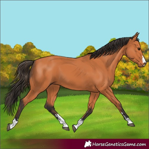 Horse Color:Bay 