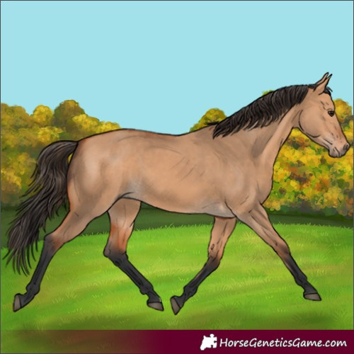 Horse Color:Bay Dun