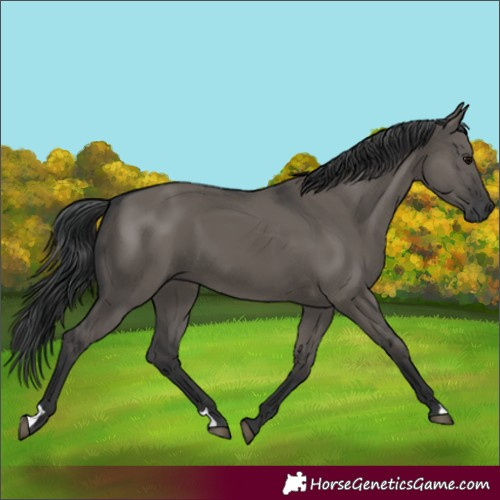 Horse Color:Grullo
