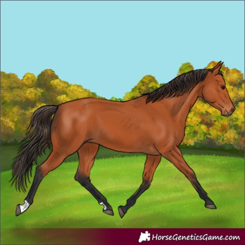 Horse Color:Bay 