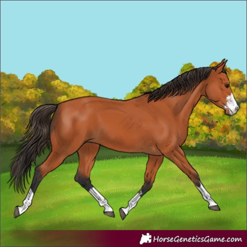 Horse Color:Bay 