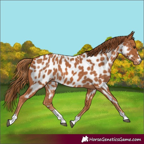 Horse Color:Chestnut Near Leopard 