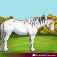 Horse Color:White Spotted Sable Champagne Appaloosa 