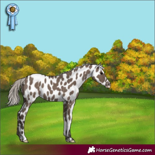 Horse Color:Silver Grullo Appaloosa 