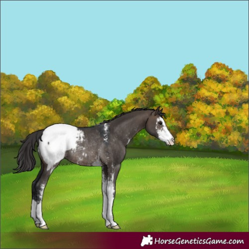 Horse Color:Brown Dun Sabino Snowcap Rabicano