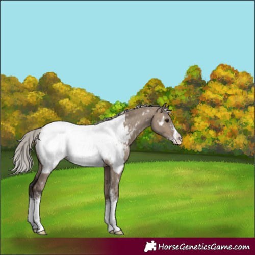 Horse Color:Silver Brown Dun Sabino Near Fewspot 