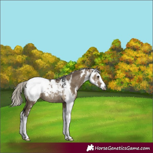 Horse Color:Gray Silver Brown Dun Sabino Snowcap Rabicano