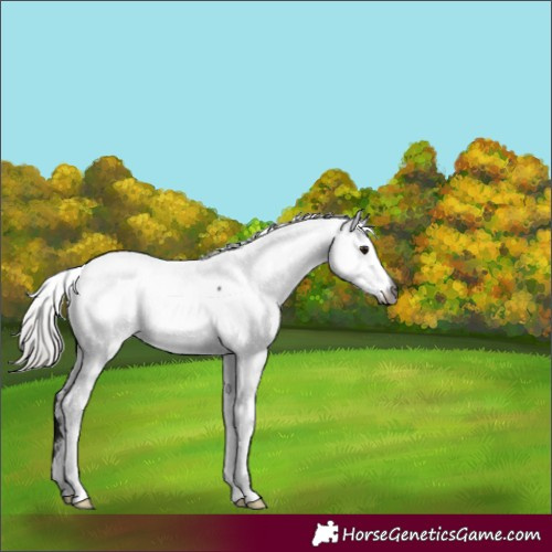 Horse Color:Gray Silver Brown Fewspot 