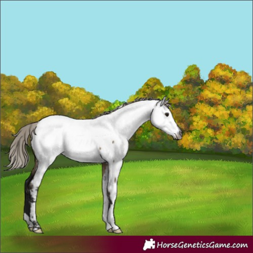 Horse Color:Gray Silver Brown Dun Fewspot