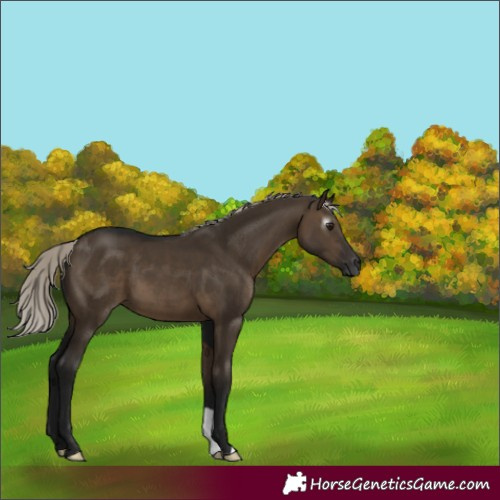 Horse Color:Gray Silver Brown Dun