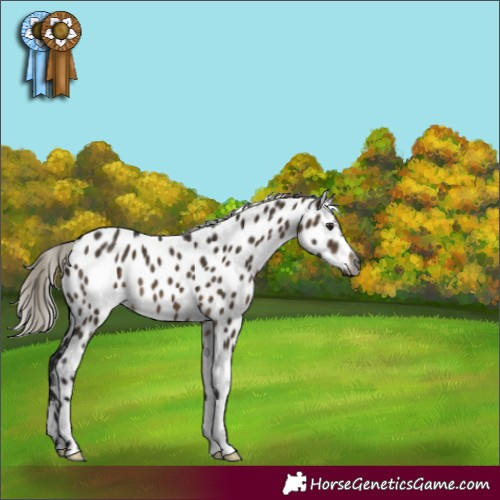 Horse Color:Gray Silver Brown Dun Appaloosa 