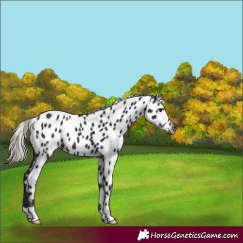 Horse Color:Gray Silver Brown Appaloosa 