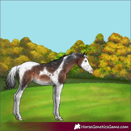 Horse Color:Brown Splash Tobiano Snowflake Varnish