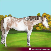 Horse Color:Brown Pearl Mushroom Splash Tobiano Appaloosa 