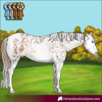 Horse Color:Brown Pearl Mushroom Splash Tobiano Appaloosa