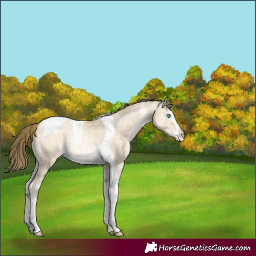 Horse Color:Buckskin Pearl Dun Mushroom Splash Tobiano Appaloosa