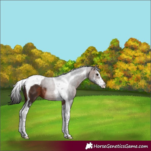 Horse Color:Brown Sabino Tobiano 