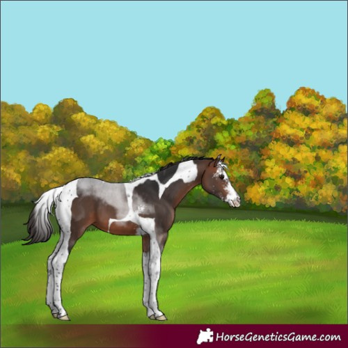Horse Color:Bay Sabino Tobiano