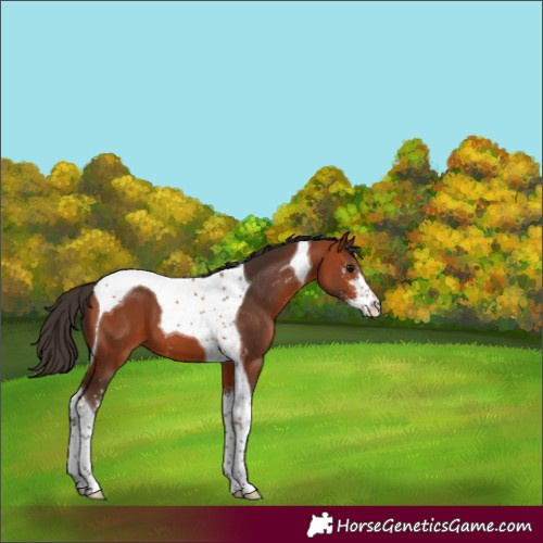 Horse Color:Bay Sabino Tobiano