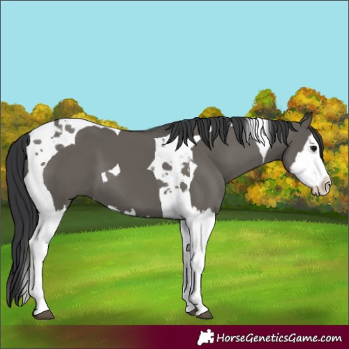 Horse Color:Grullo Splash Tobiano 