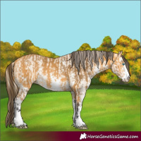 Horse Color:Perlino Sabino  and Buckskin Sabino 
