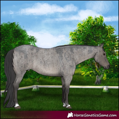 Horse Color:Grullo Roan Brindle 