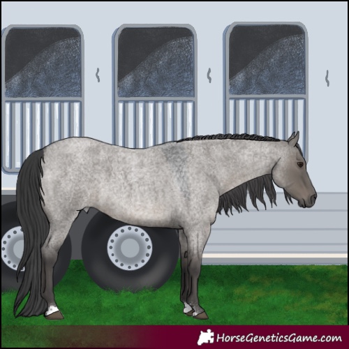Horse Color:Grullo Roan 